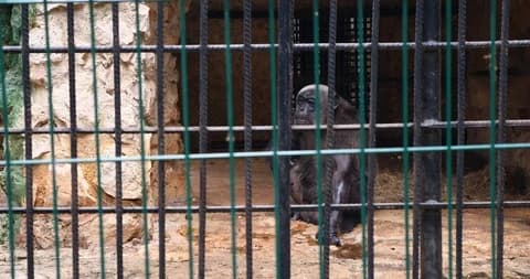 Chimp in zoo.