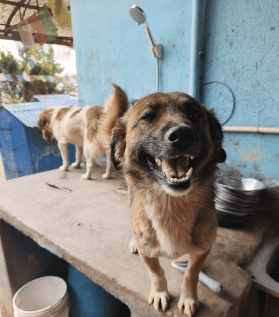 Happy dog.